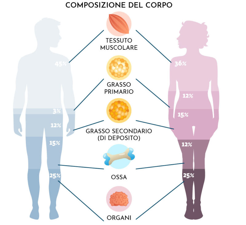 Bodyplan: analisi composizione corporea